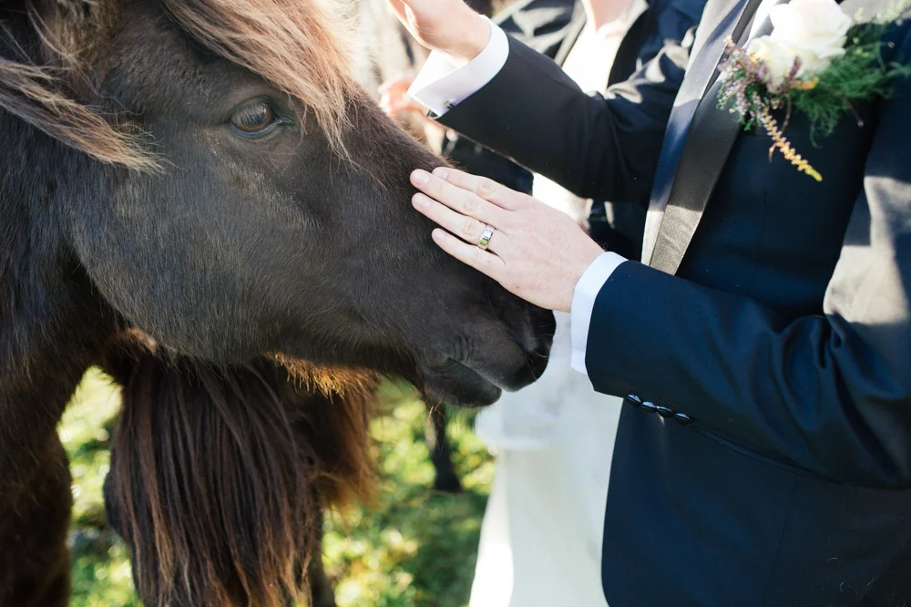 pat-horse.jpg