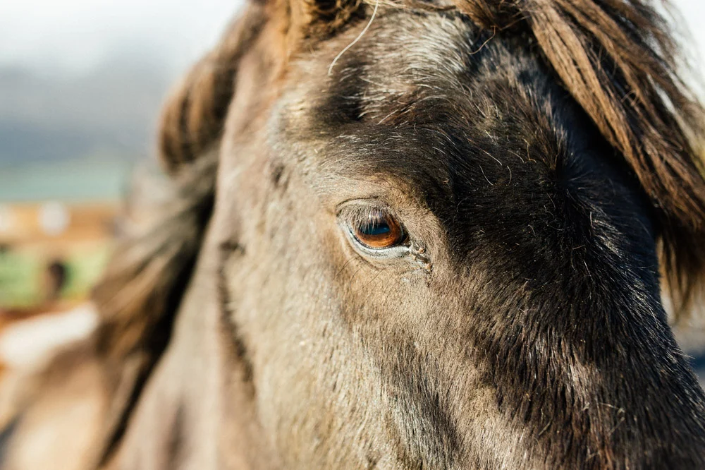 horse-eye.jpg