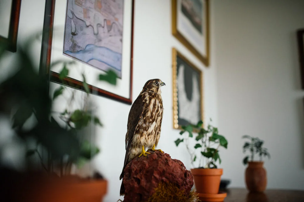 hawk.jpg