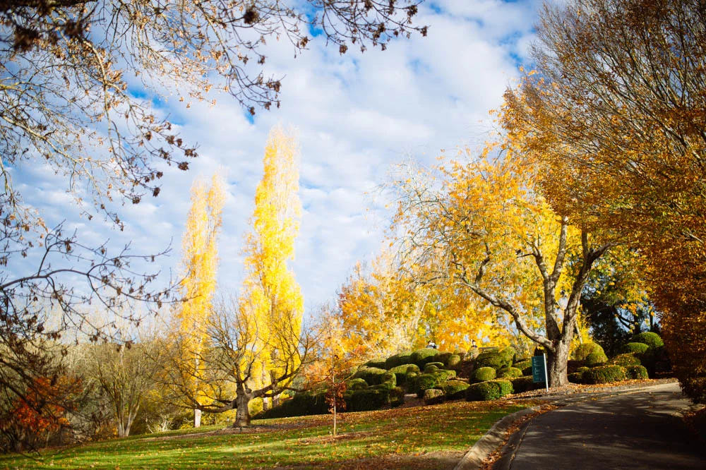 yellow-trees.jpg