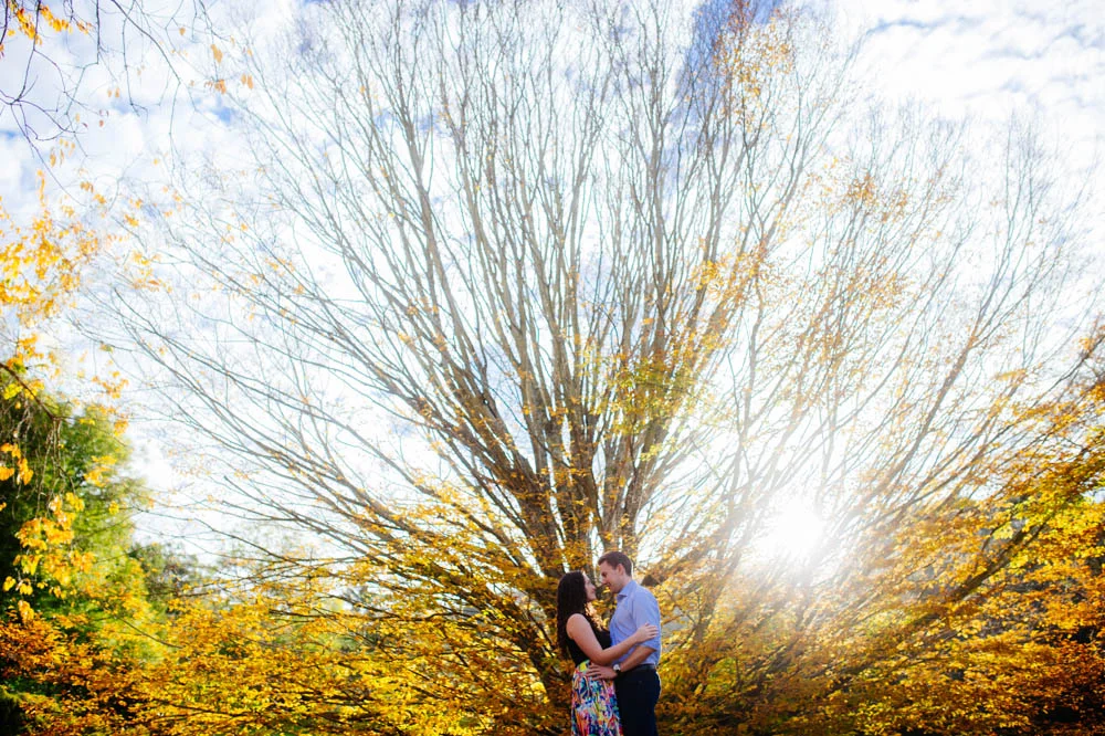 beautiful-tree.jpg