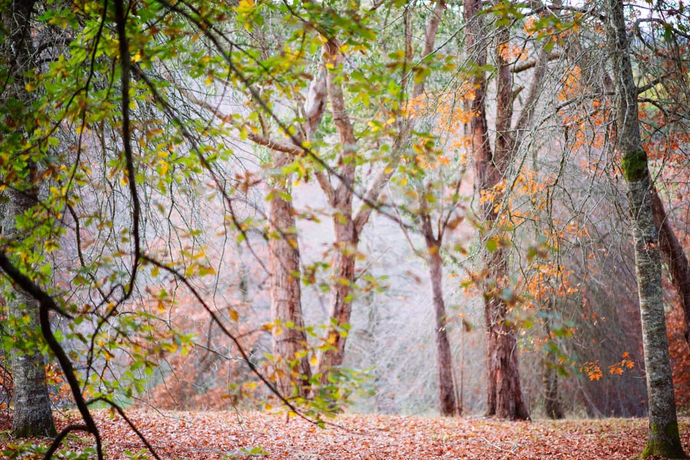 hauntingly-beautiful-forest.jpg