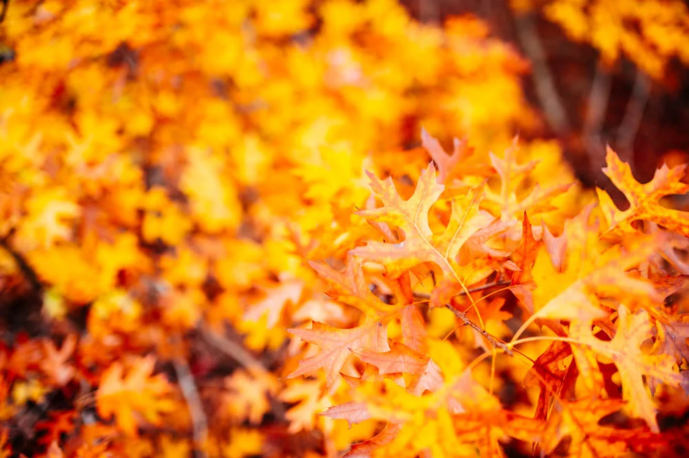 orange-fall-leaves.jpg