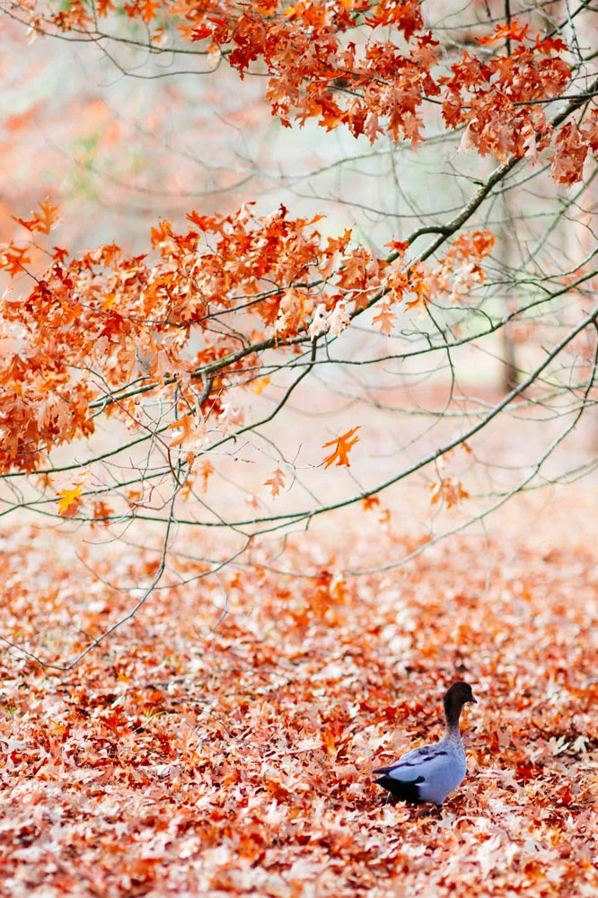 red-leaves-duck.jpg