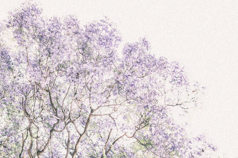 Adelaide jacaranda trees