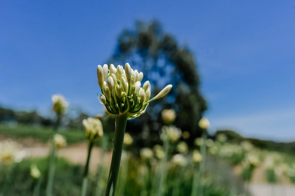 mclaren-vale-wedding-photographer-24.jpg