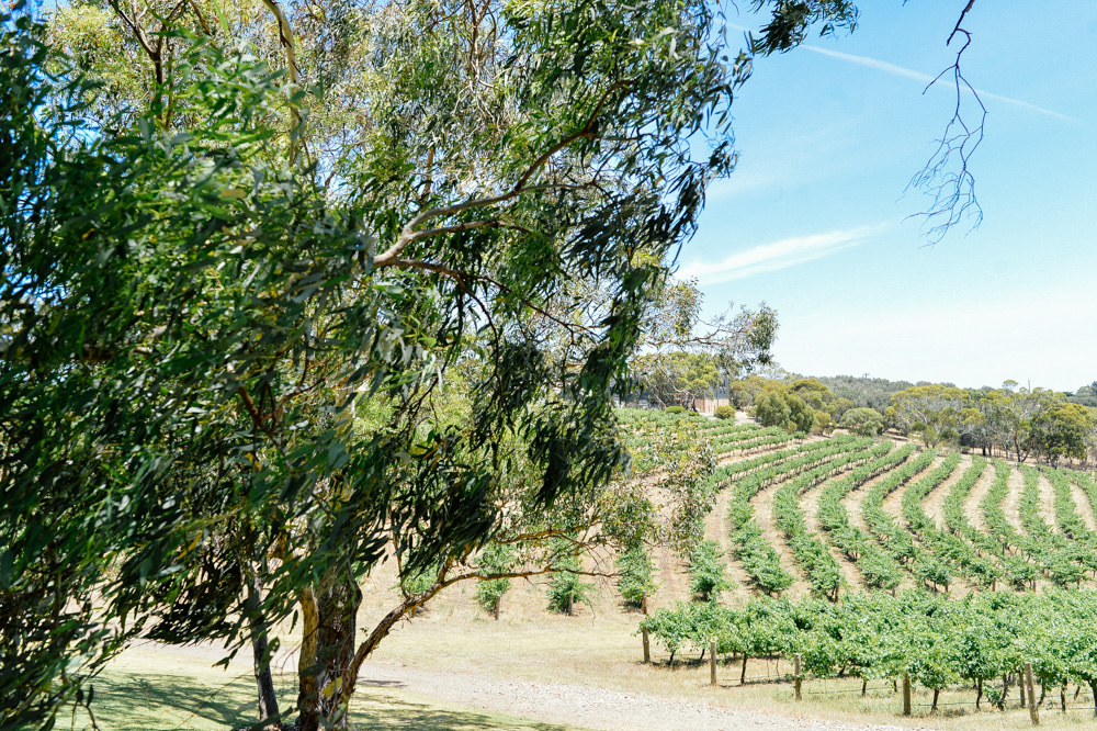 mclaren-vale-wedding-photographer-40.jpg