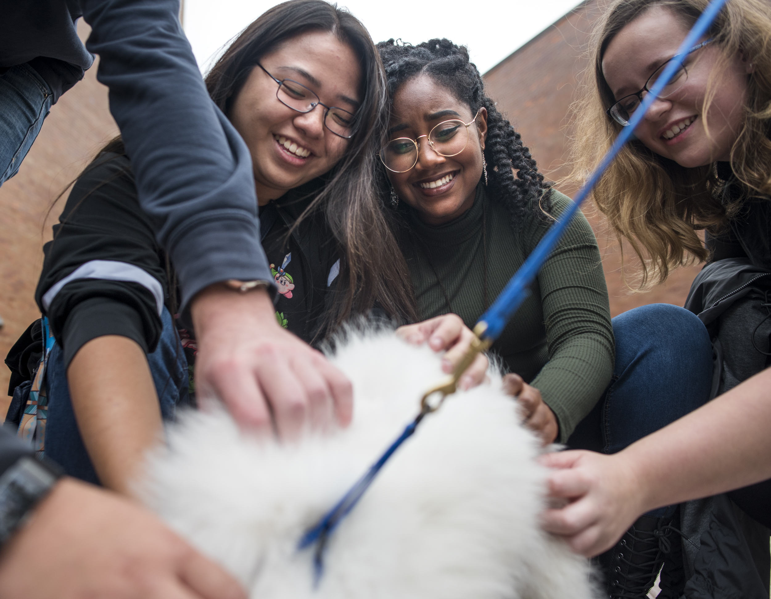 RIT's Bow Wow Wellness program brings therapy dogs to campus for students.