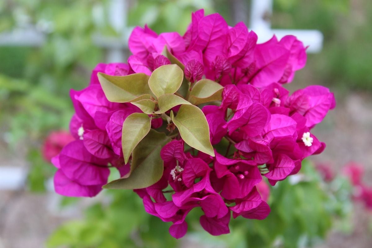 Grenada Flower.jpeg