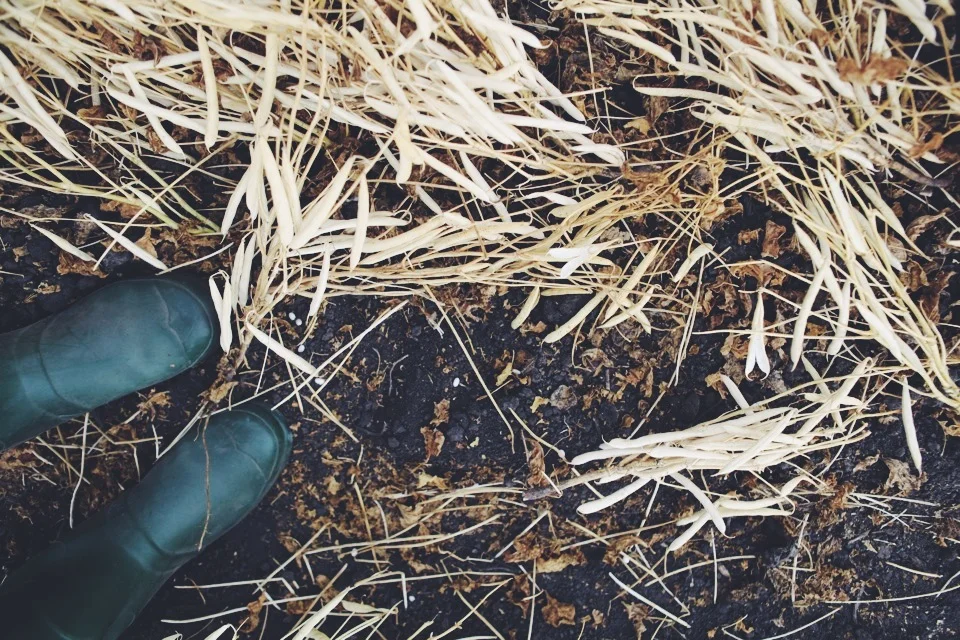 BEAN HARVEST — molly yeh
