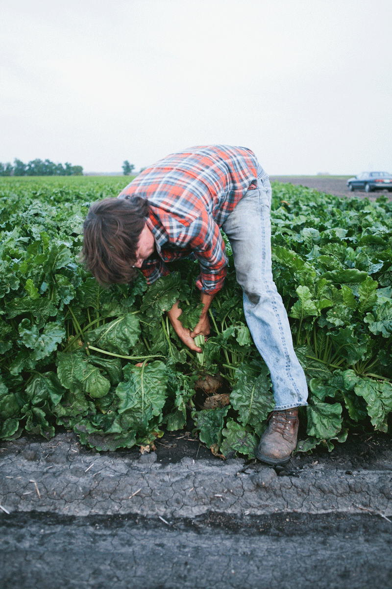 WHAT THE F IS A SUGAR BEET? — molly yeh