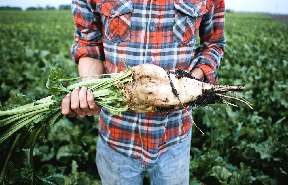 mollyyeh-sugarbeet.jpg