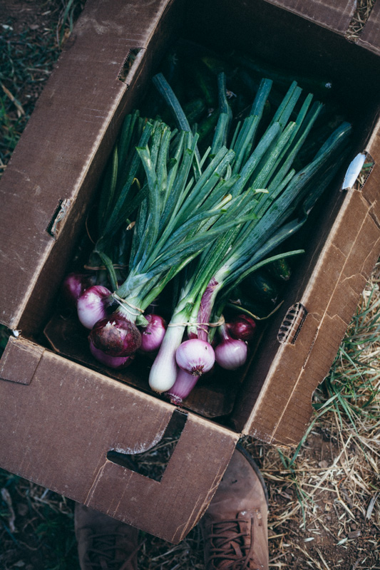 ojai farm-19.jpg