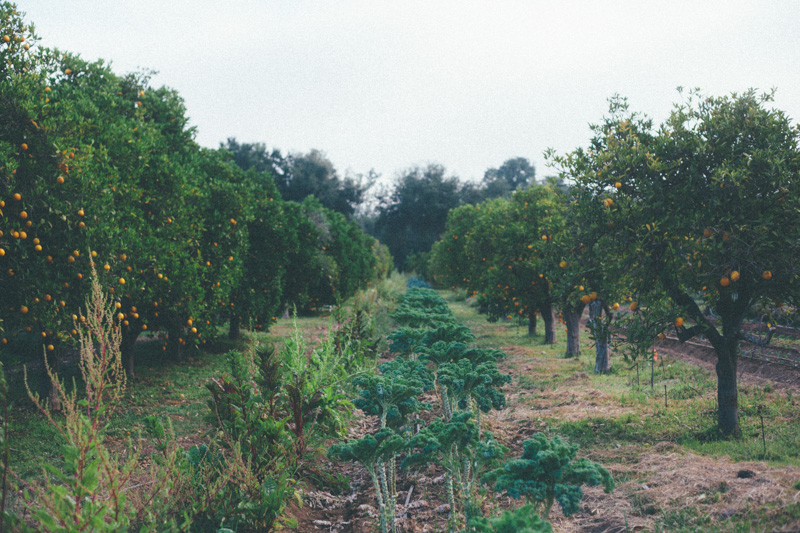 ojai farm-4.jpg