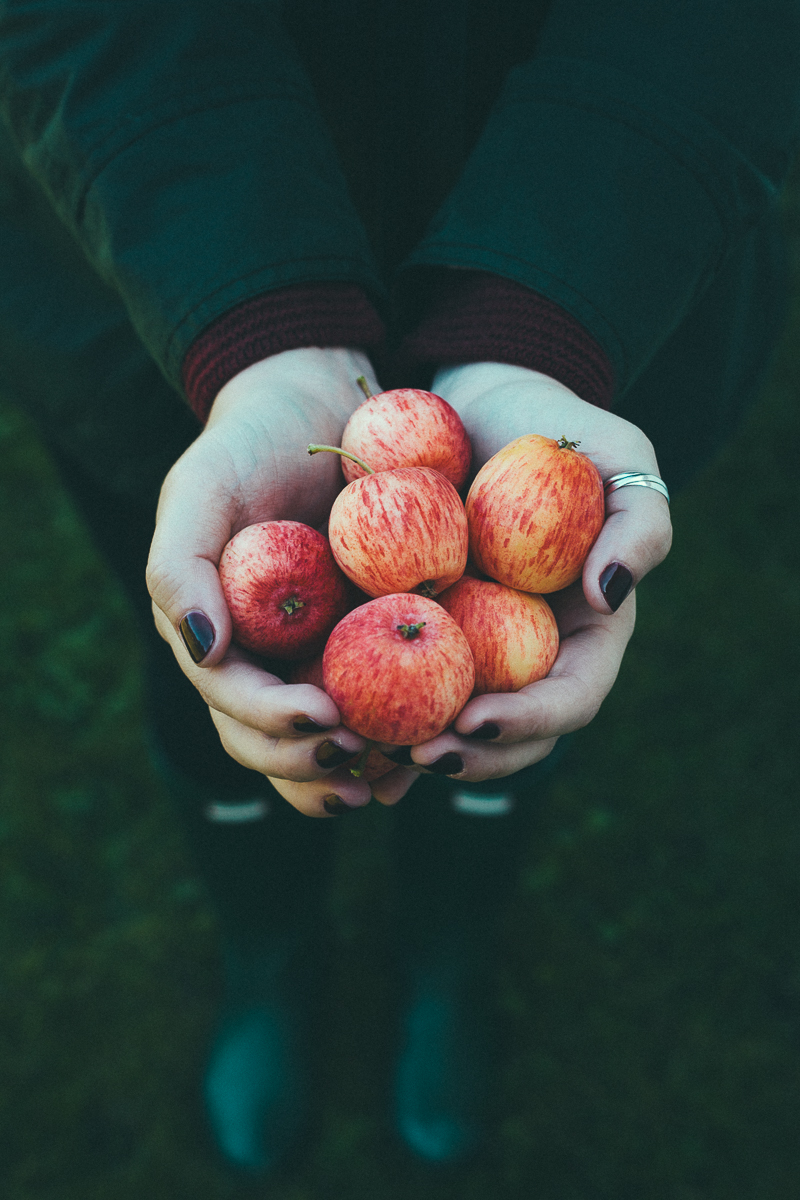 Apple Picking Guide: 7 Tips for Harvesting Apples