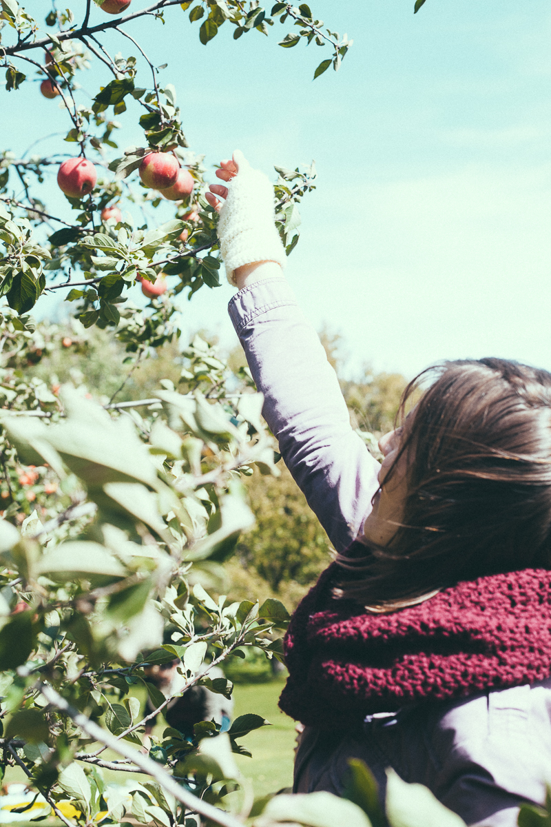 apple-picking-party-5.jpg