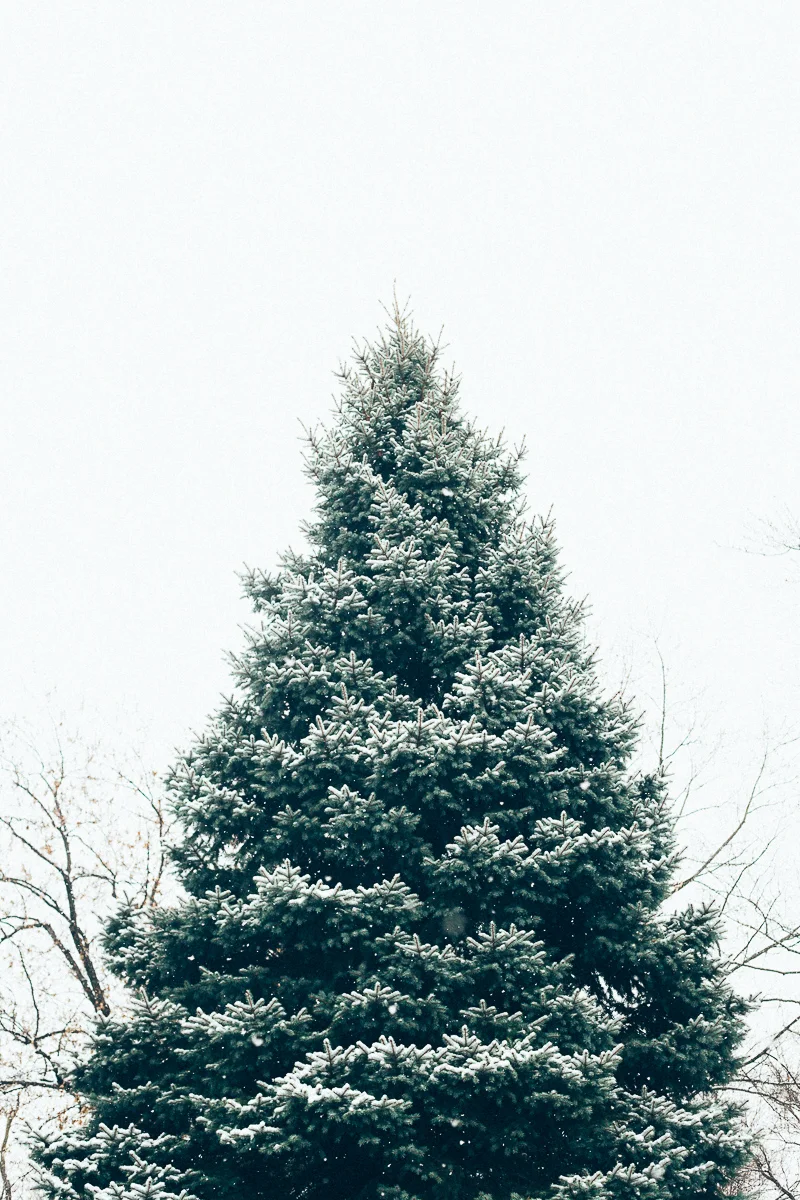 eggboy and tree-2.jpg