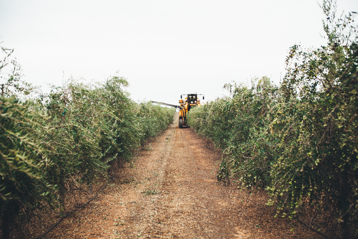 california olive ranch-7.jpg