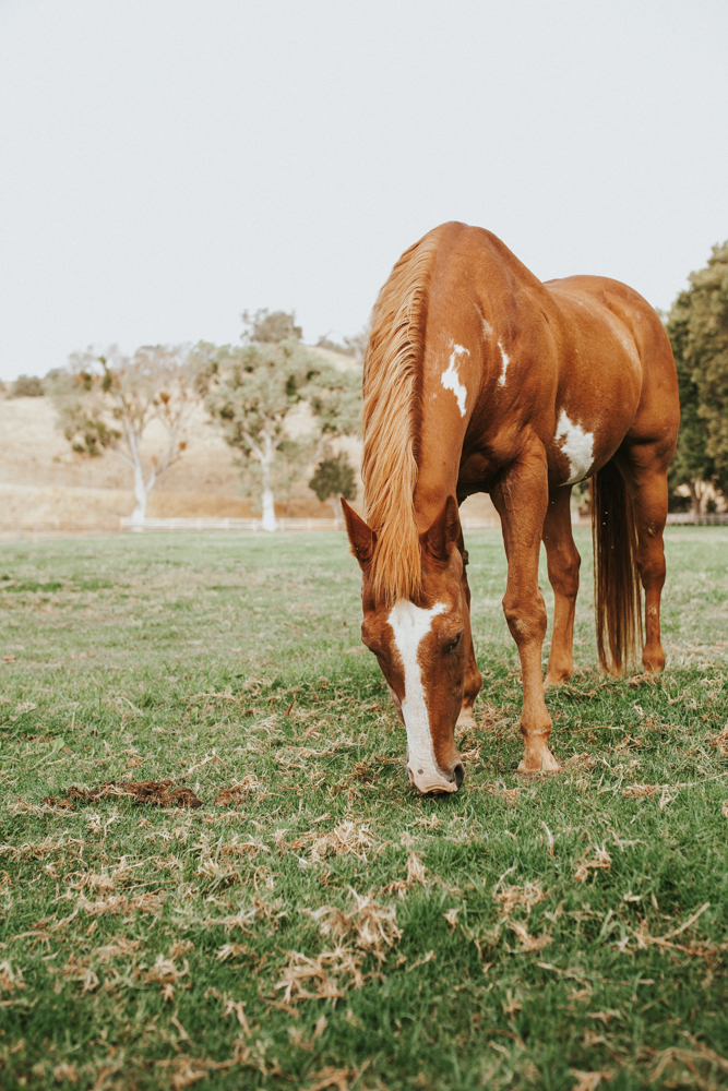 santa ynez-24.jpg