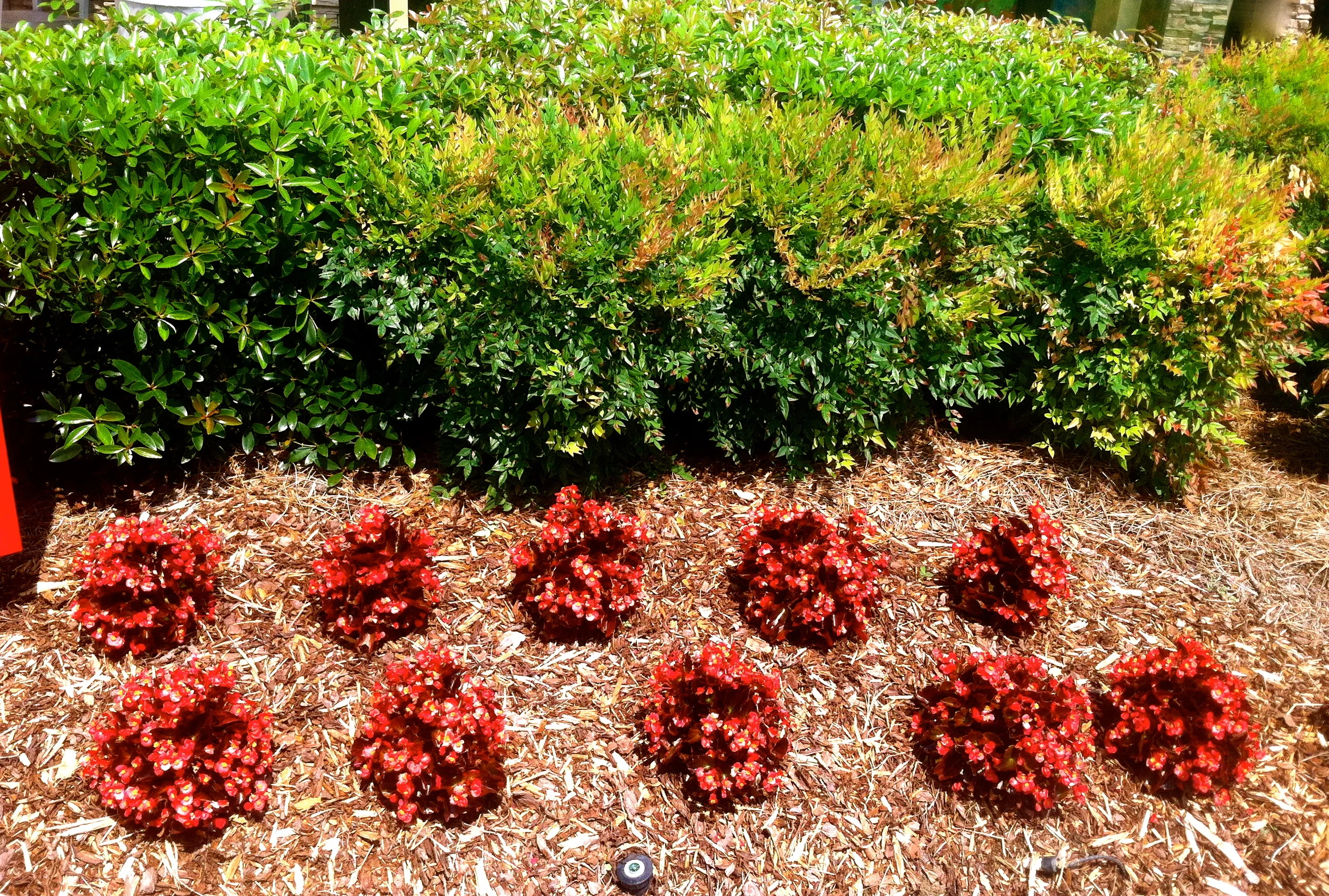 Mulch.jpg