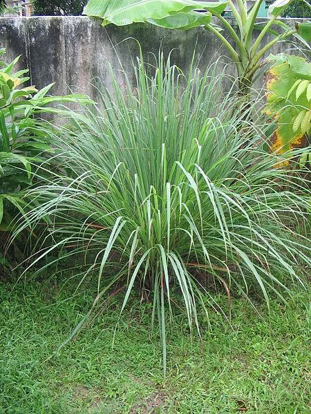 450px-yosrinov04pokok_serai.jpg