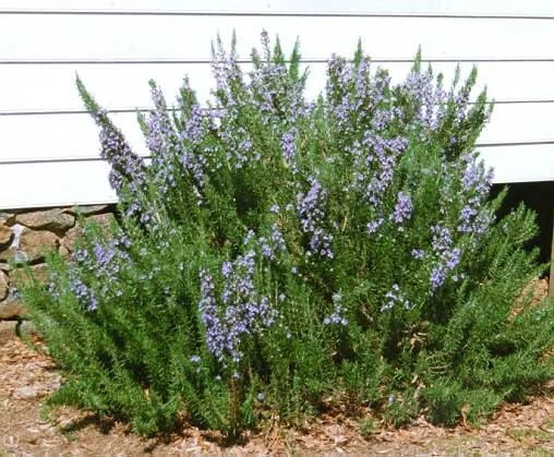 Thanks to loverslanenursery.com for the picture