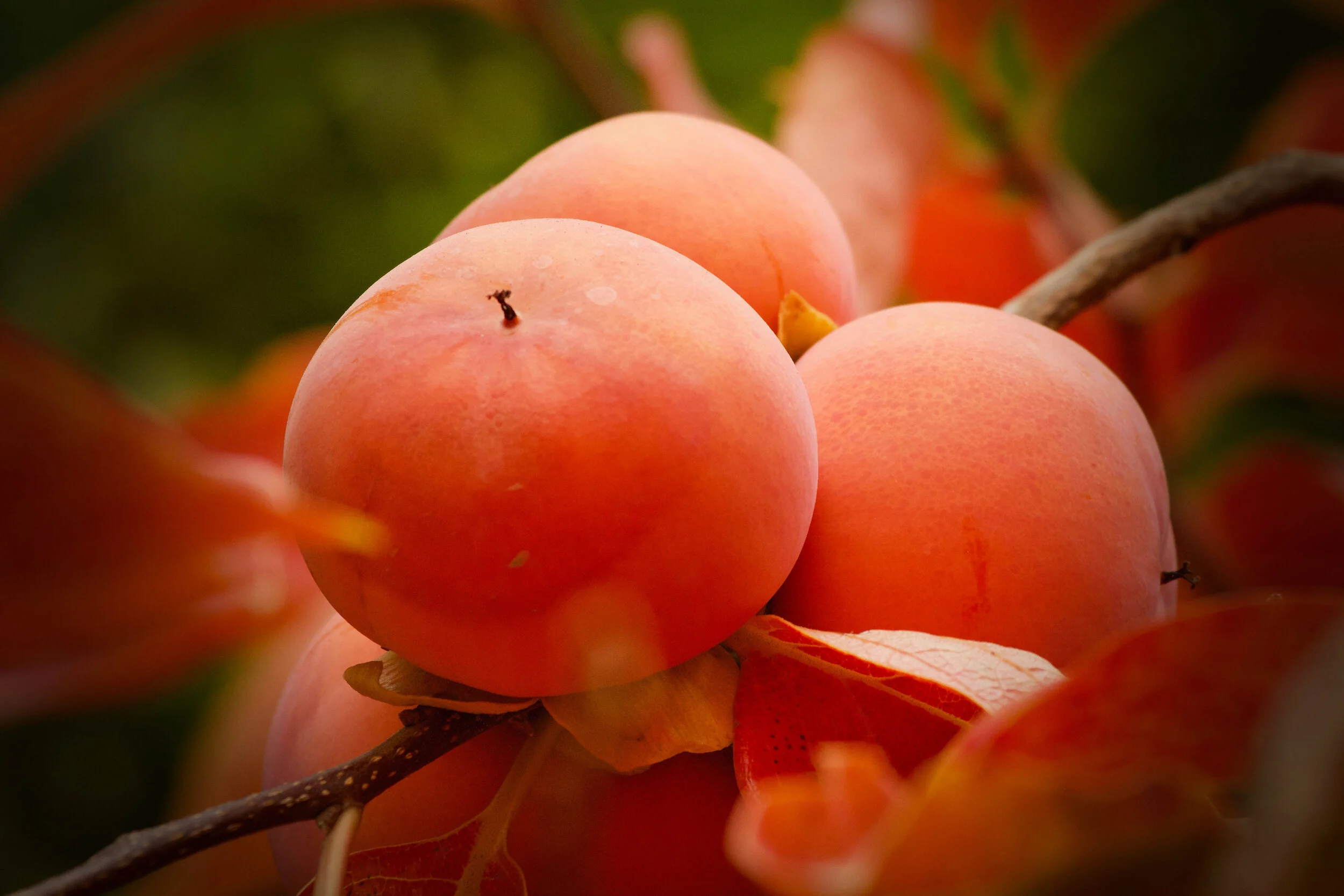 %22Orange Persimmon2%22.jpg
