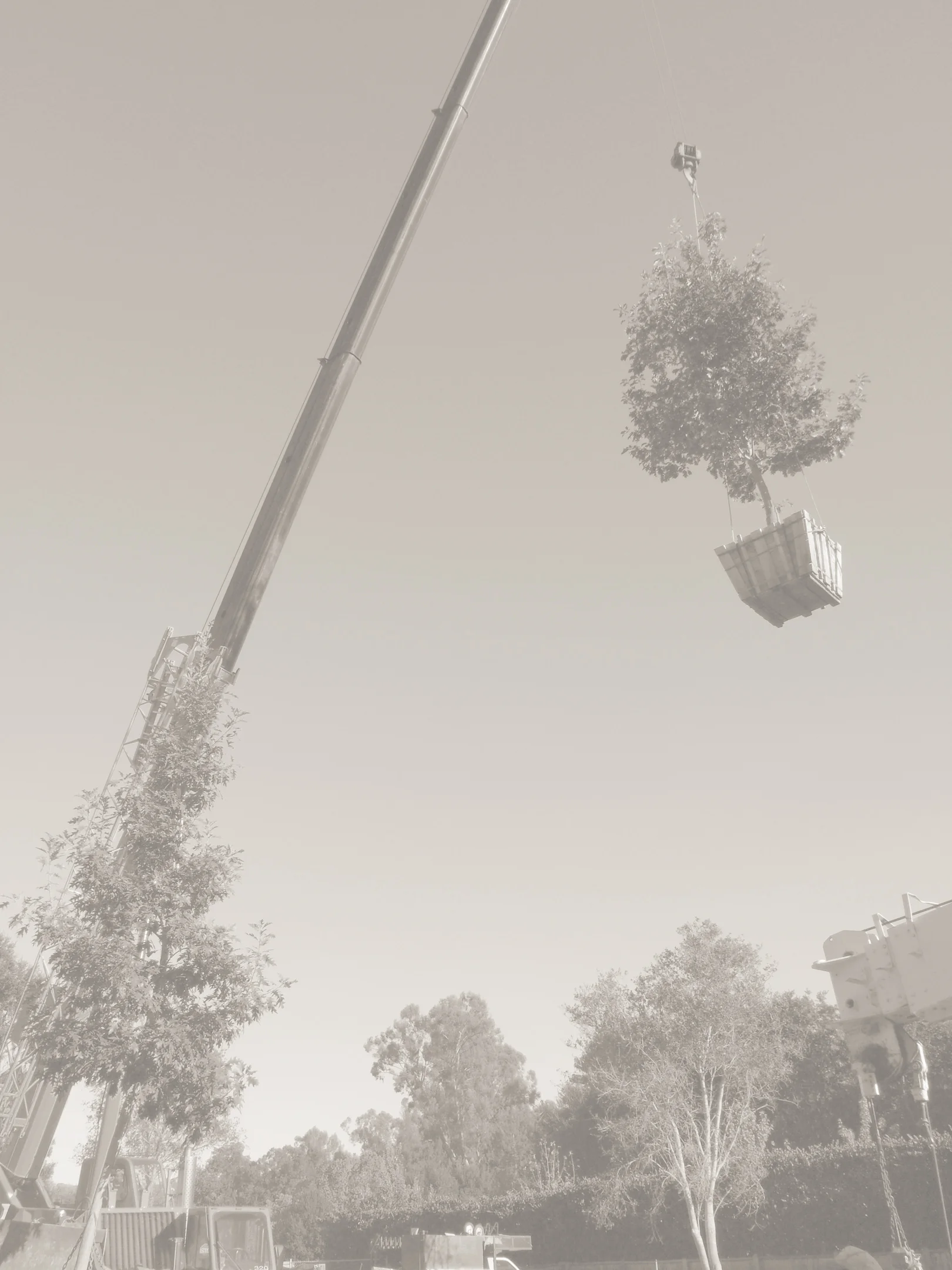 crane sepiajpg.jpg