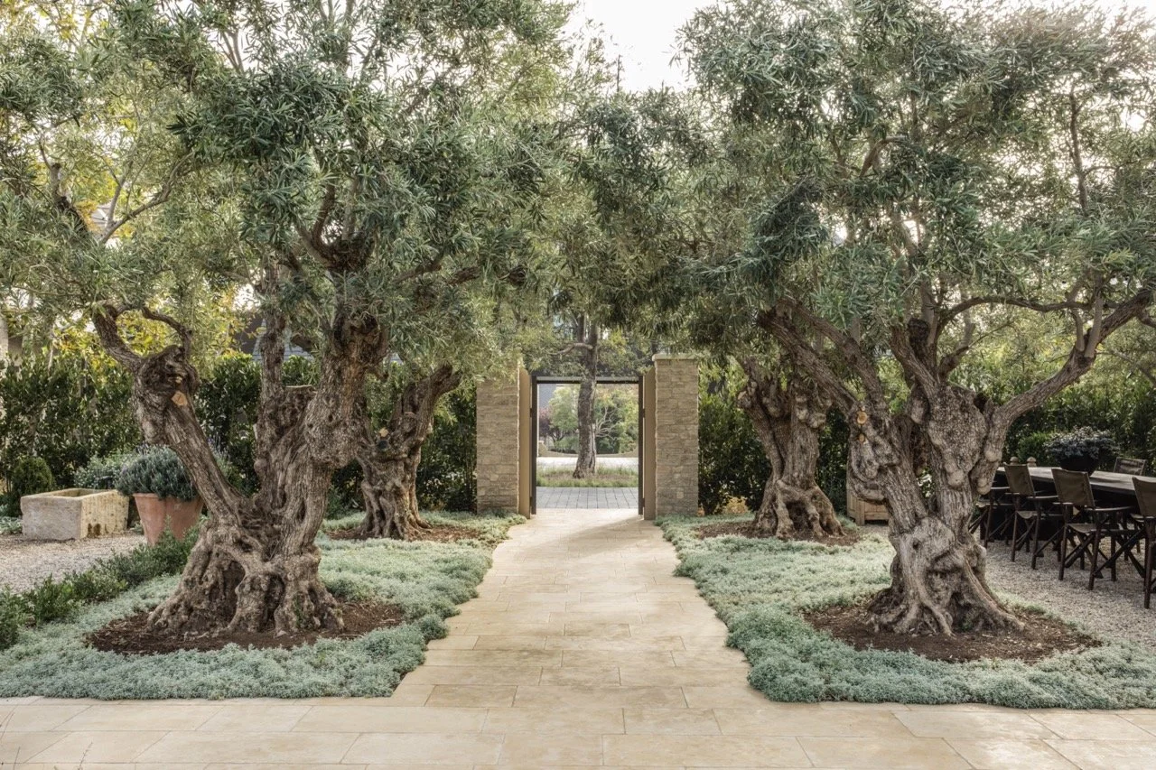 McAlpineBooth_Spaniciatti_OliveAlee1_0022-Edit_R Large.jpeg