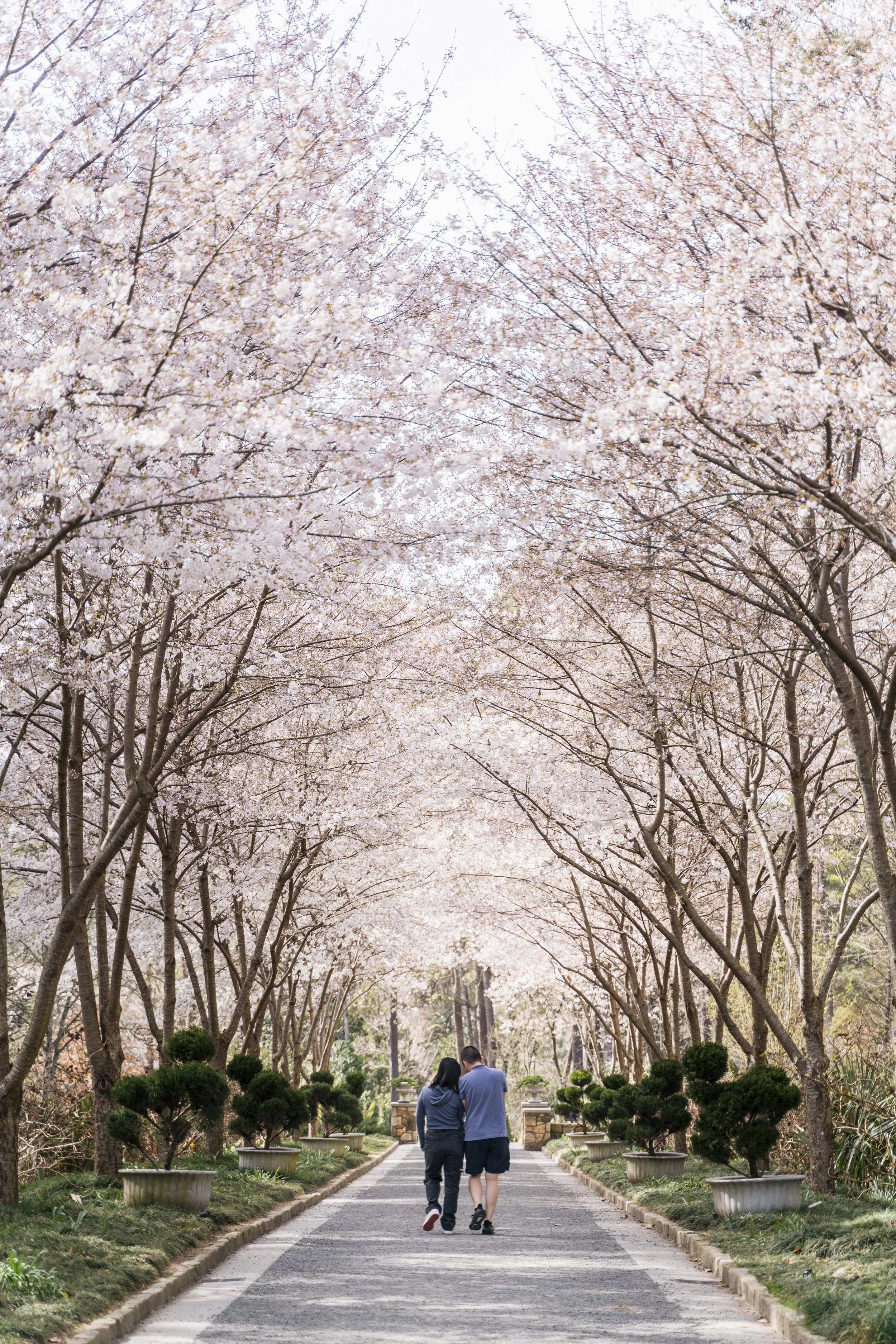 DGAR114_Cherry Blossoms at Sarah P. Duke Gardens_DiscoverDurham.jpg