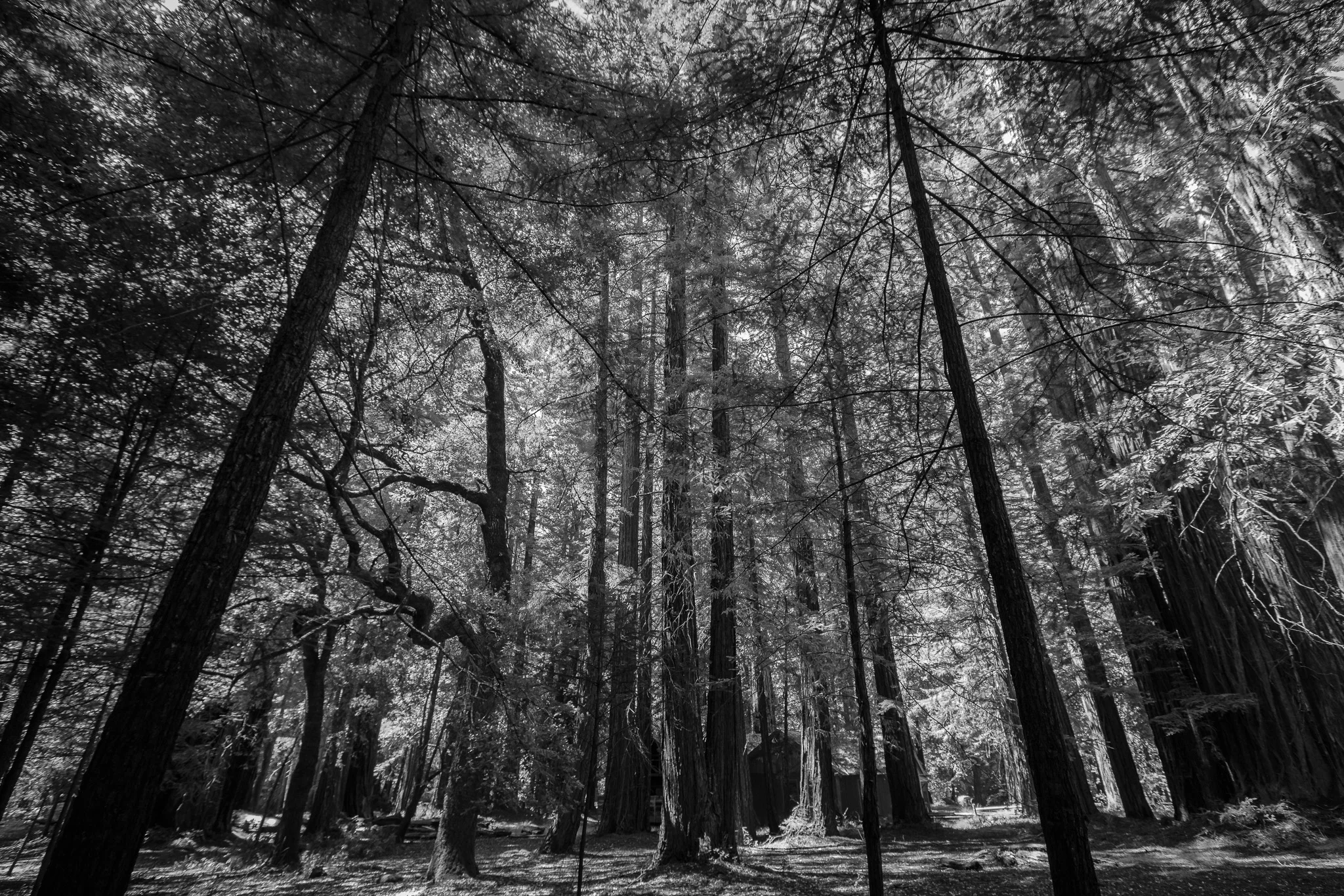 BIG BASIN STATE PARK-1.jpg