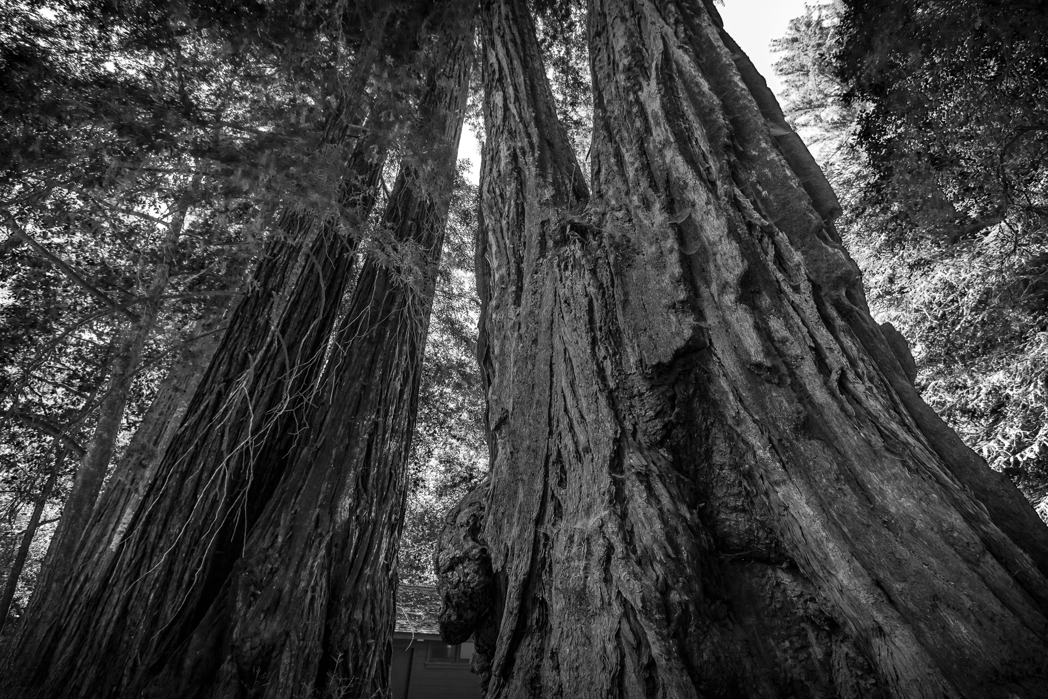 BIG BASIN STATE PARK-2.jpg