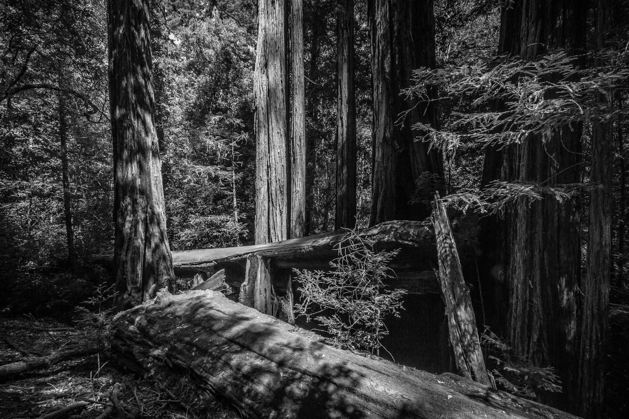 BIG BASIN STATE PARK-5.jpg