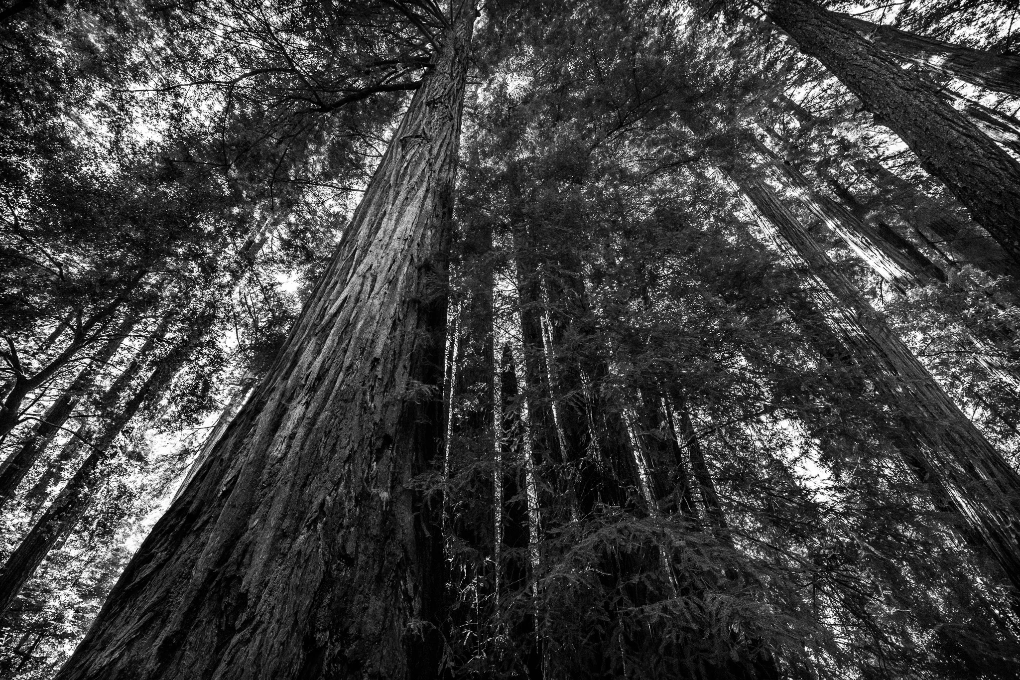 BIG BASIN STATE PARK-11.jpg