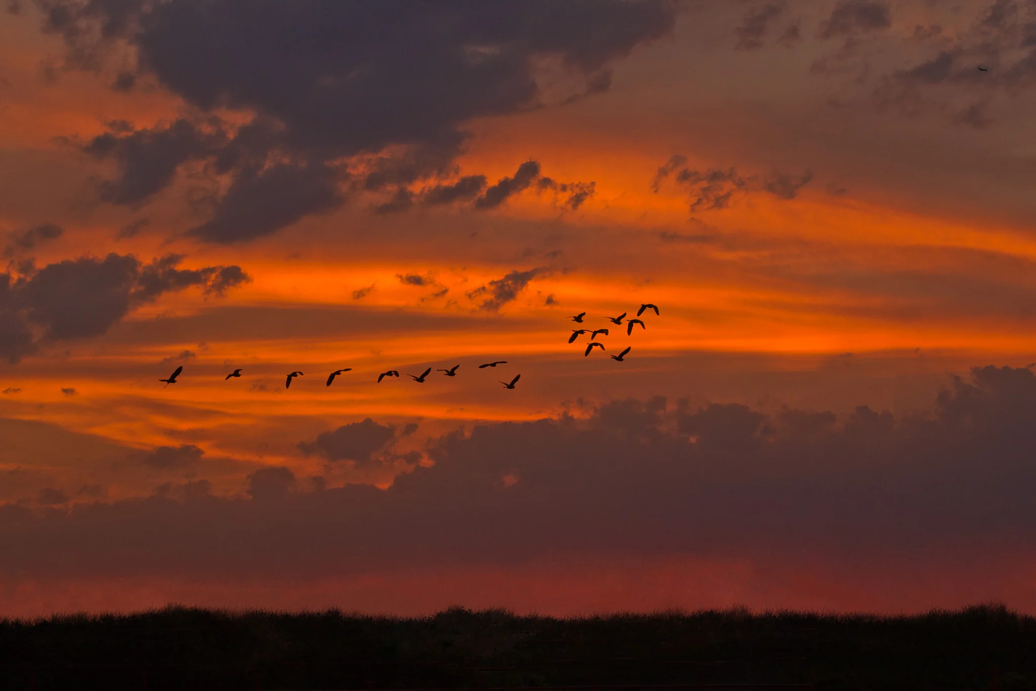 Egrets-Migrating.jpg