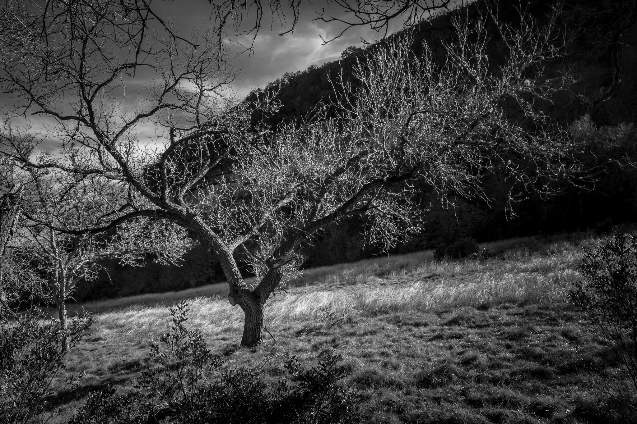 Lost_Maples-_D3_1033-26.jpg