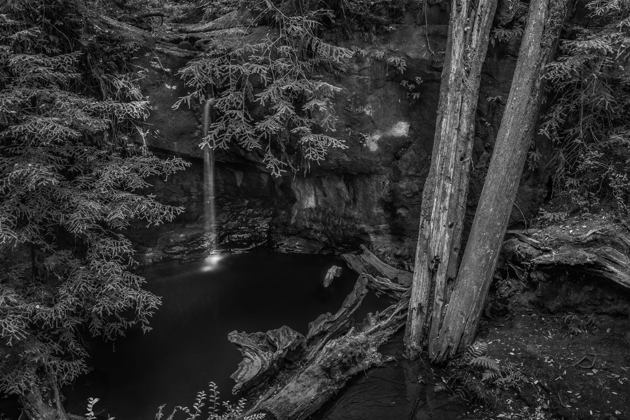 Big Basin-IMG_6390.jpg