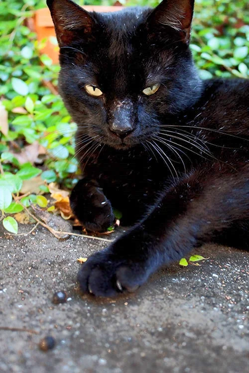 SoongidddyDoongiddy Doo having a bad day, so he's sharpening his claws.