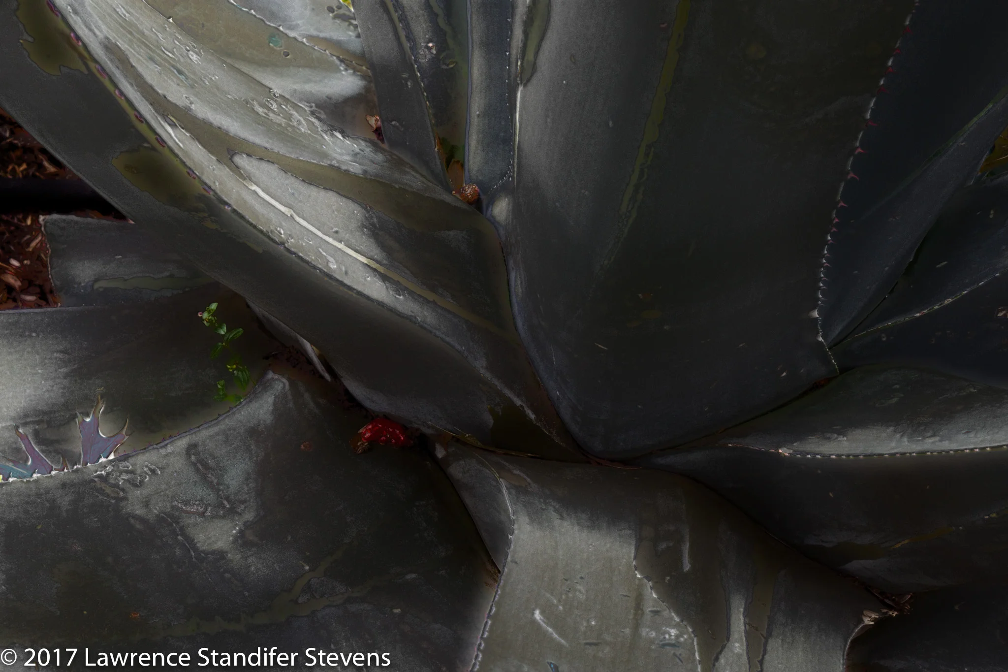 TSAP - ©2017 Lawrence Standifer Stevens-0161-(6144 x 4096).jpg