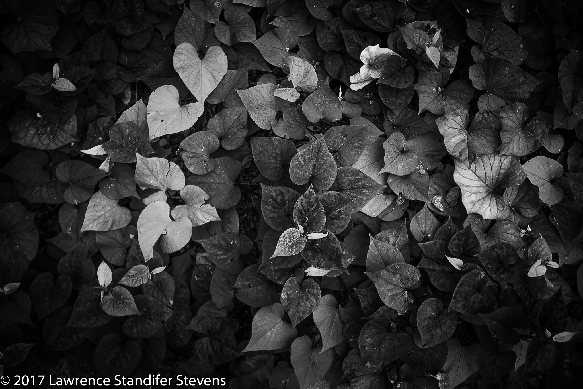 TSAP - ©2017 Lawrence Standifer Stevens-0246-(6144 x 4096).jpg