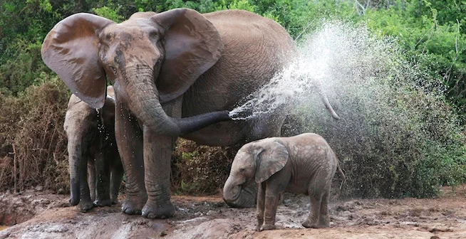 Elephant-spray.jpg