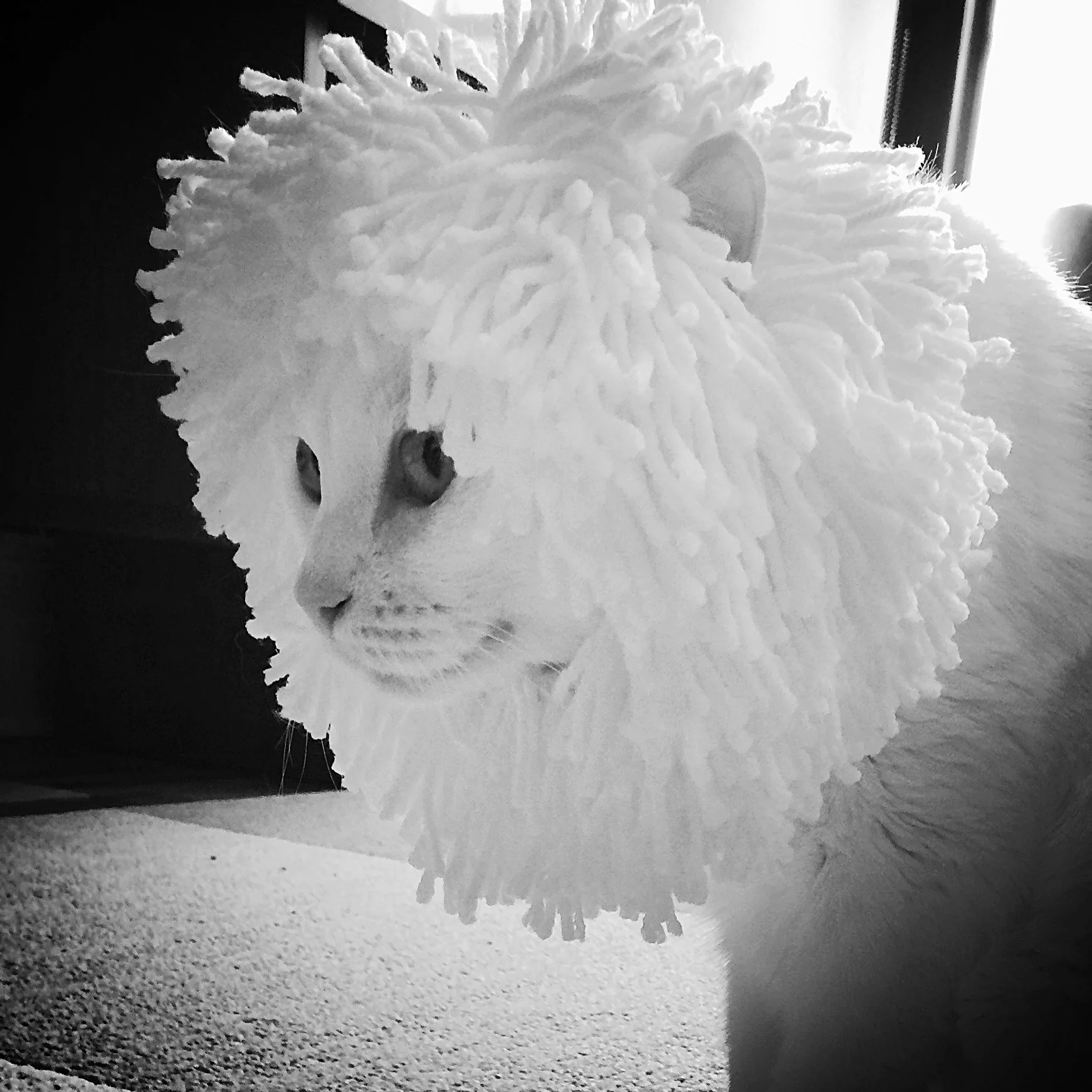 MokyPortrait5.jpg