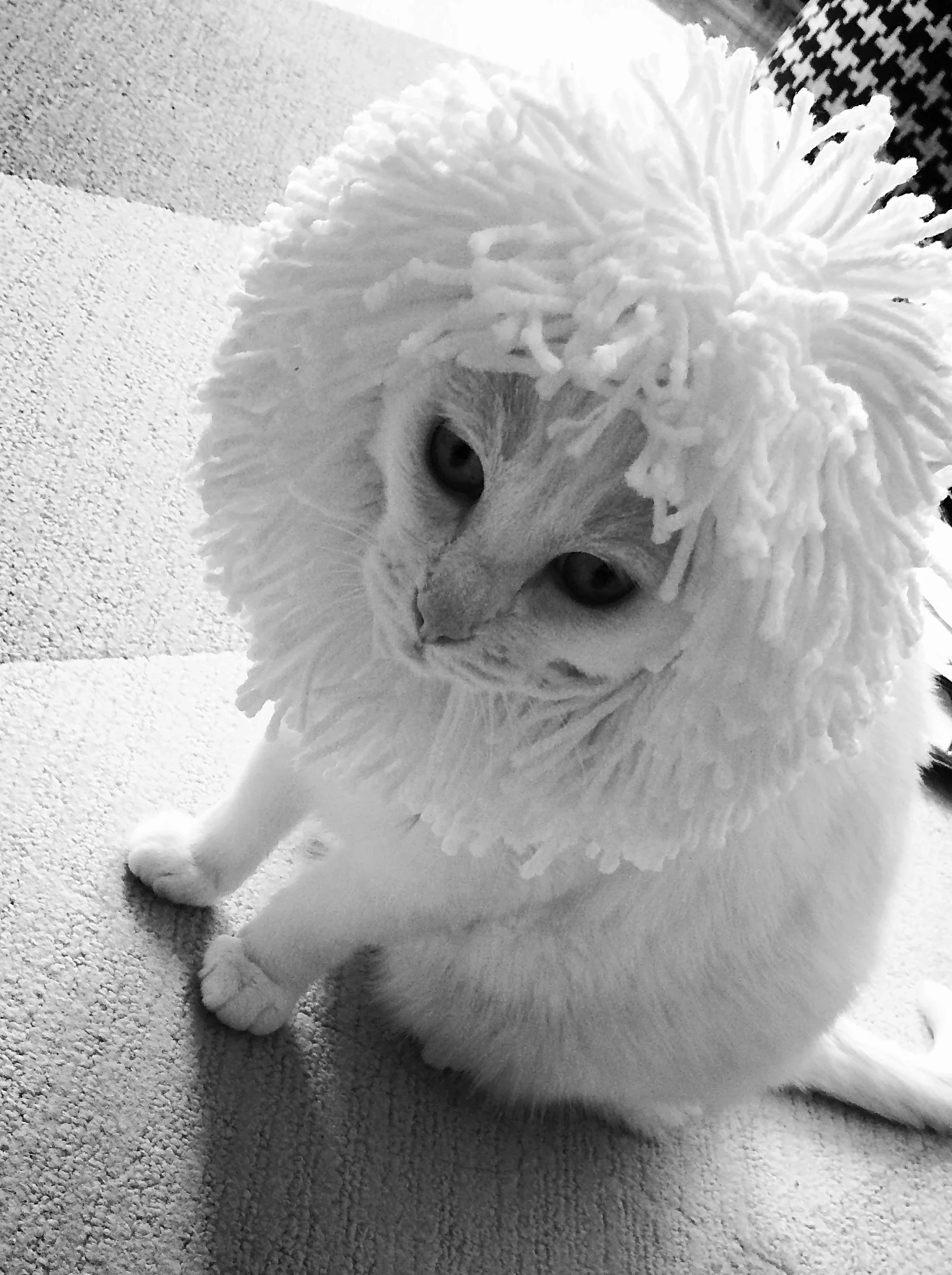 MokyPortrait4.jpg