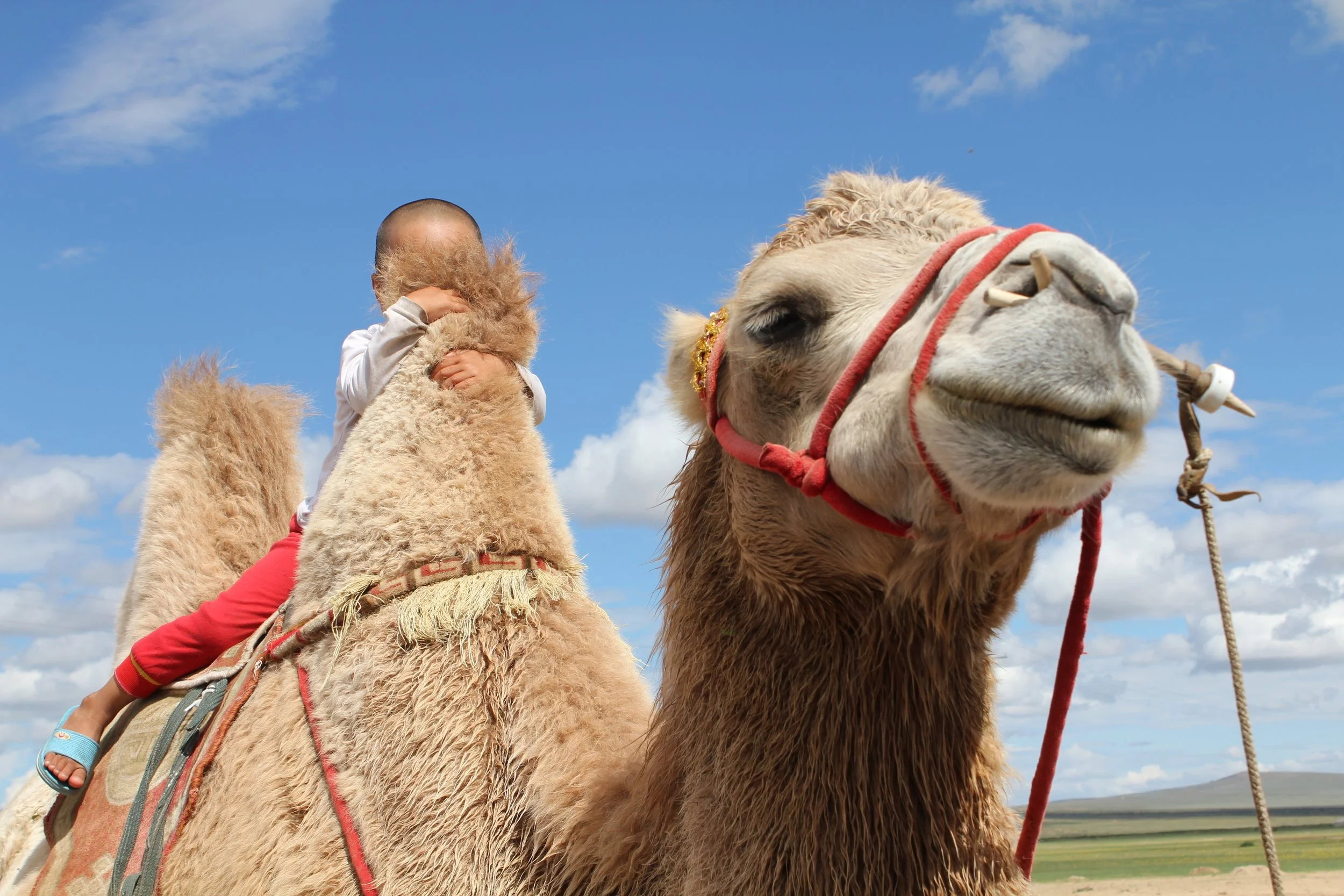 camel.jpg