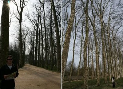 versaillestree.jpg