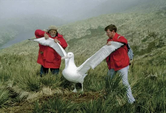 I had no idea how big and beautiful the Albatross is.