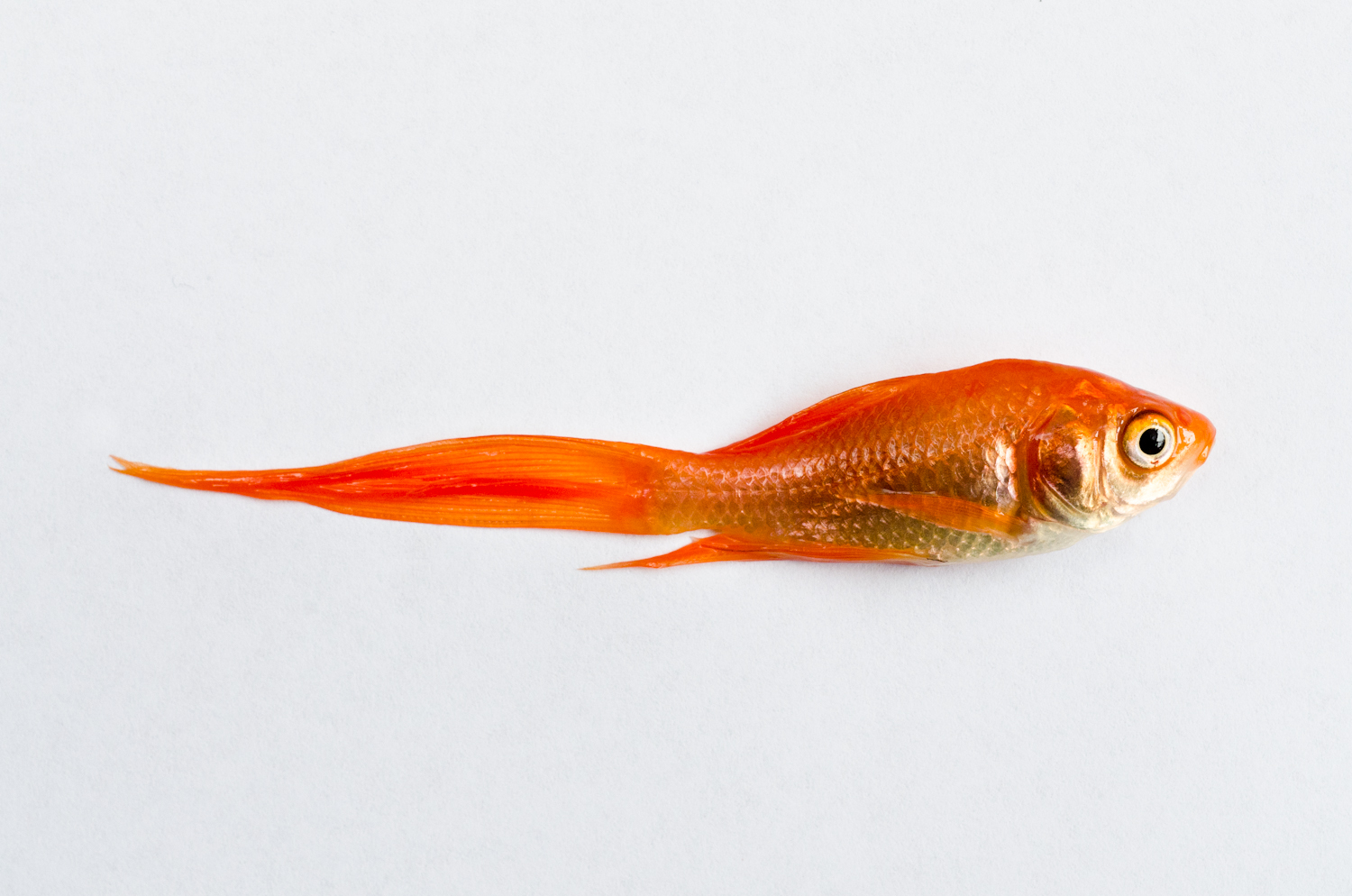 Dead Fish - Goldfish (2011).jpg