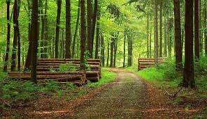 forest path small.jpg