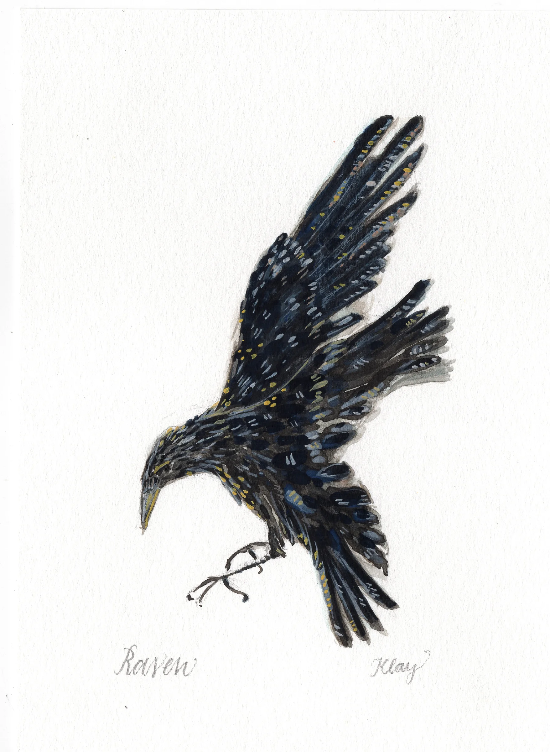 crow.jpg