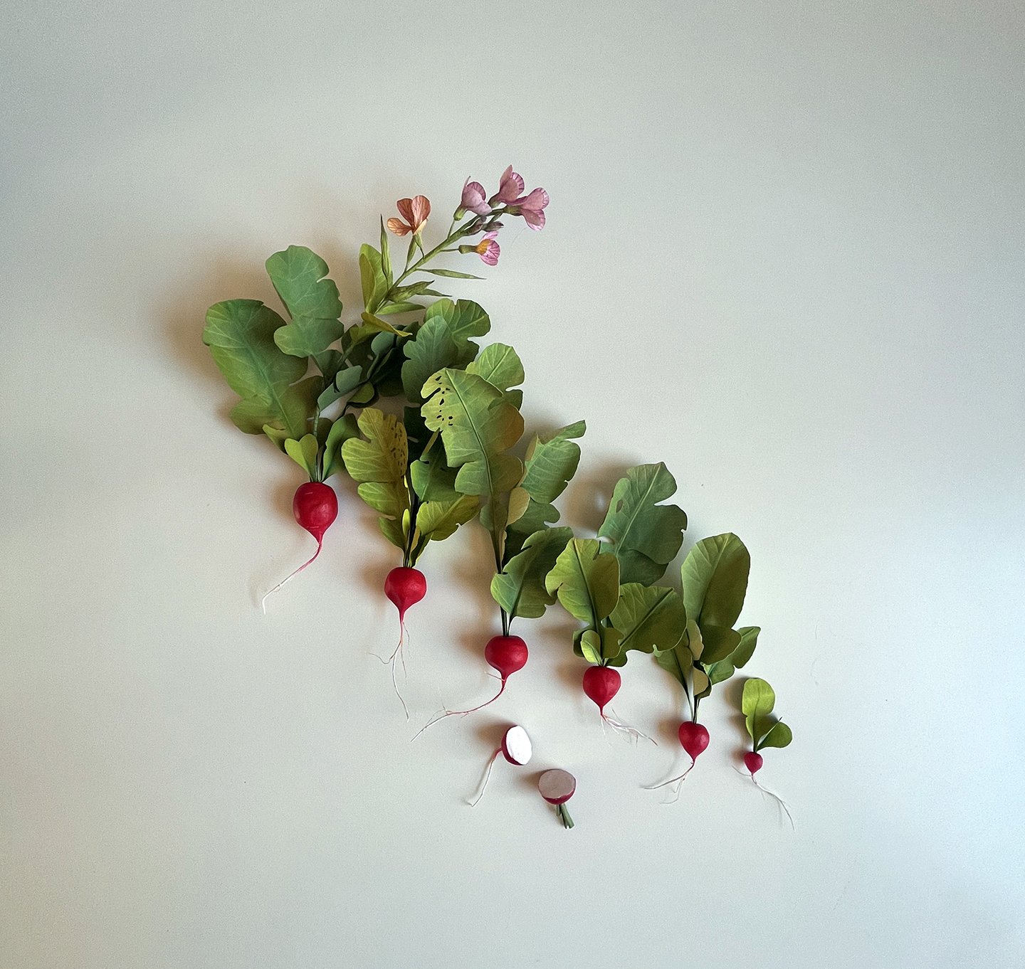 Paper Cherry Belle Radish